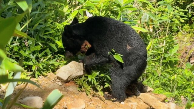 【クマ】富山市有峰の人気キャンプ場でクマが現れテントと食料を持ち去る