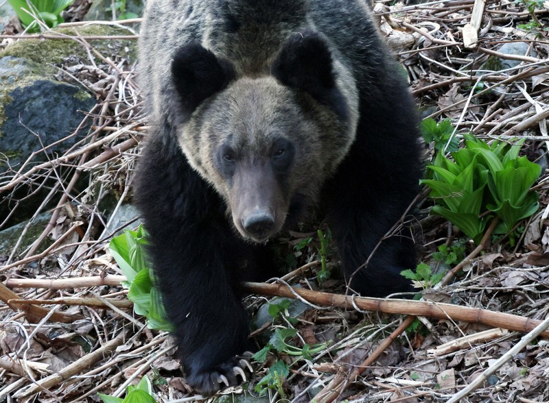 【ハンター】クマ出没しても発砲拒否OK　北海道猟友会が支部に苦渋の通知
