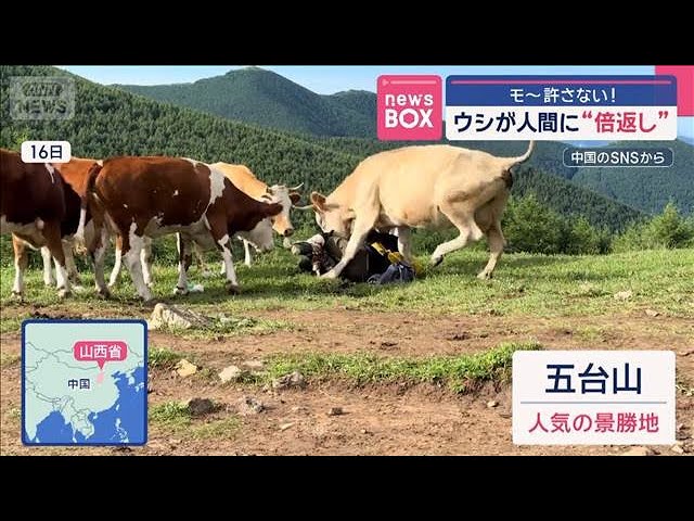 【中国】ウシが人間に“倍返し”　モ～許さない！