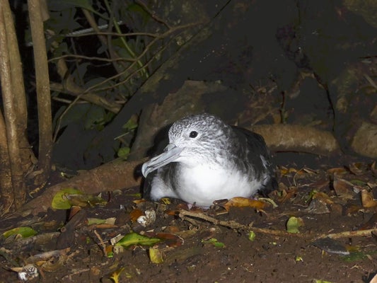 【伊豆諸島】準絶滅危惧種の海鳥、野生化したネコが年３万羽以上捕食か…世界最大の繁殖地・御蔵島で