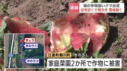 【北海道】またクマのしわざか　畑のスイカ３０個食い荒される