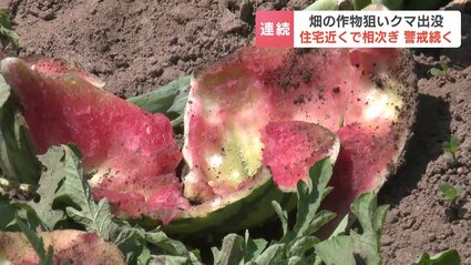 【北海道】クマのしわざか　畑のスイカ１００個、食い荒らされる