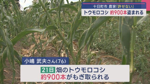 【北海道】クマのしわざか　畑のトウモロコシ１０００本食い荒らされる