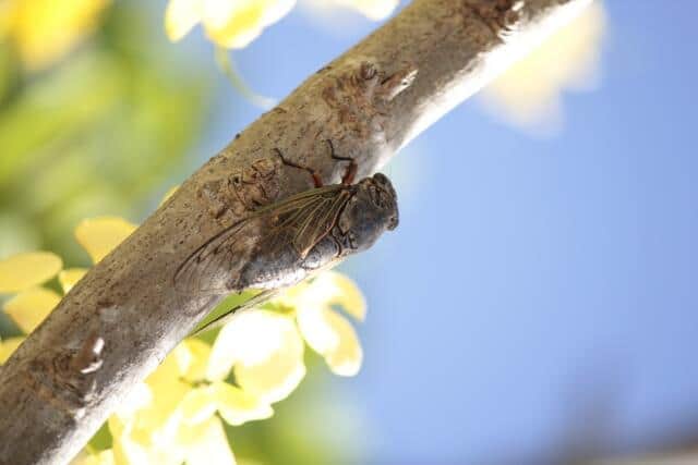 【夏の風物詩】「セミが鳴けば涼しい日」猛暑で話題、実際どうなの？　今後への影響に「セミの少子化」可能性チラつく