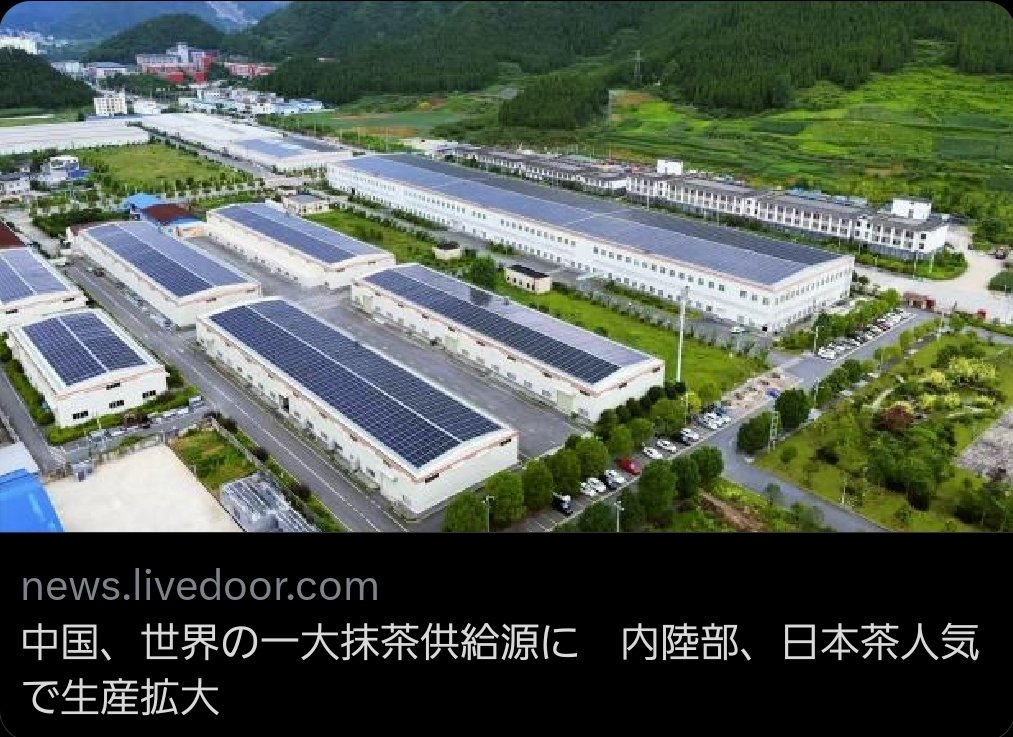 【嫌な予感しかしないと思う人】中国、抹茶の量産体制を整備 「世界最大の抹茶生産国」と主張