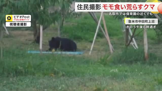 【宮城】モモを夢中で食べ続けるクマを住民撮影　食い荒らされた果実が散乱　名取市では保育園の近くでも…