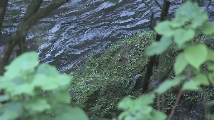 【岐阜】遺体は衣服を身に着けず 腹部あたりに傷… 河川敷に女性の遺体遺棄した疑いで男女2人を逮捕