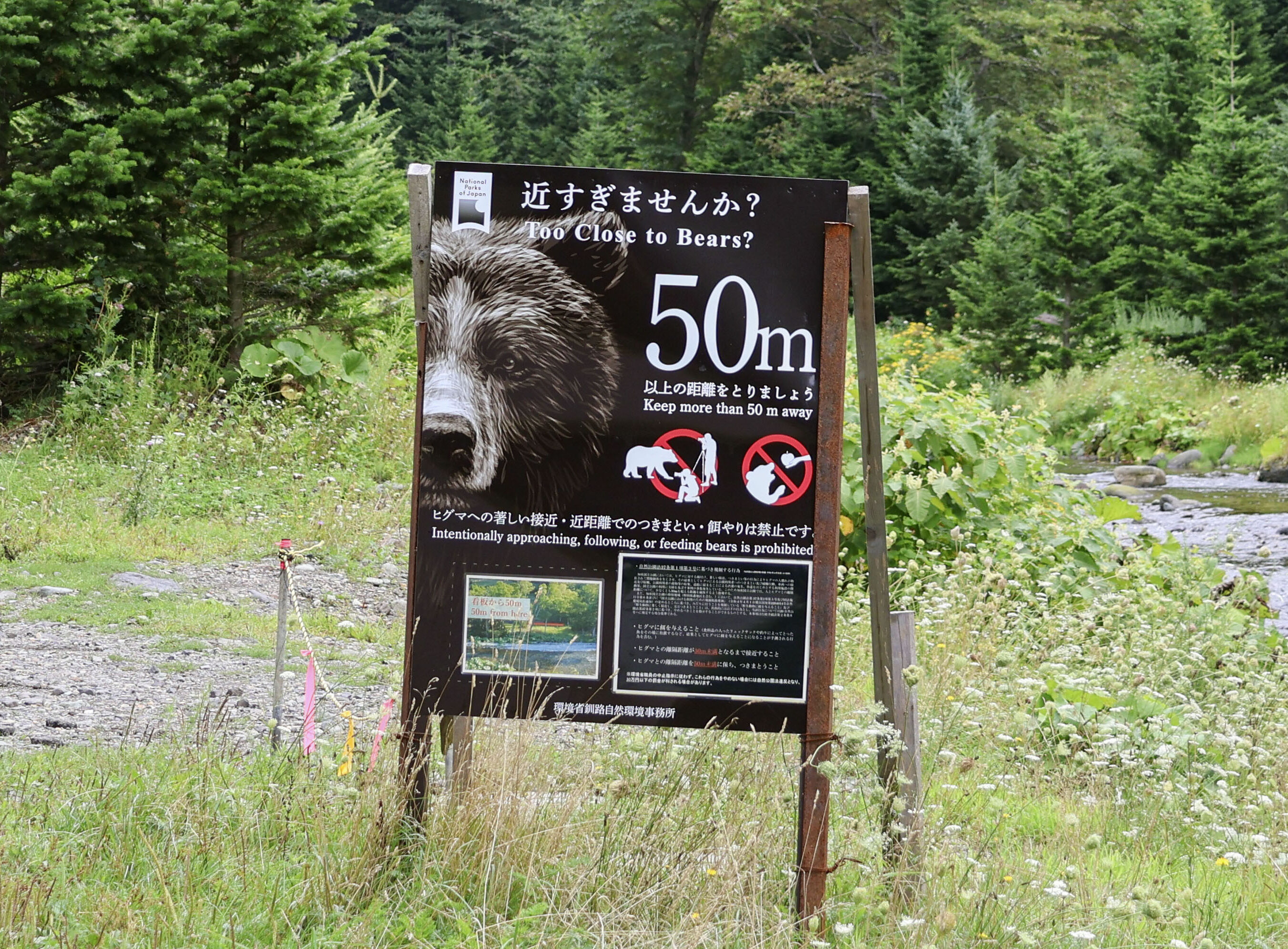 【岩尾別の母】走って下山中ヒグマに遭遇　子を守ろうと攻撃か人を攻撃したことがない穏やかな熊だった