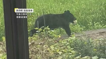 【岩手】クマがメロンくわえて逃げる　同じ住宅で一日に2度、庭で栽培のメロン食べられる　周辺ではリンゴをくわえたクマの姿も　矢巾町
