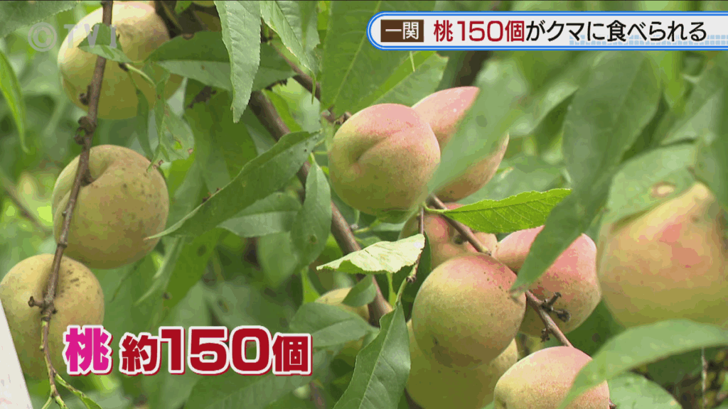 【岩手】桃150個がクマに食い荒らされる・一関市の畑