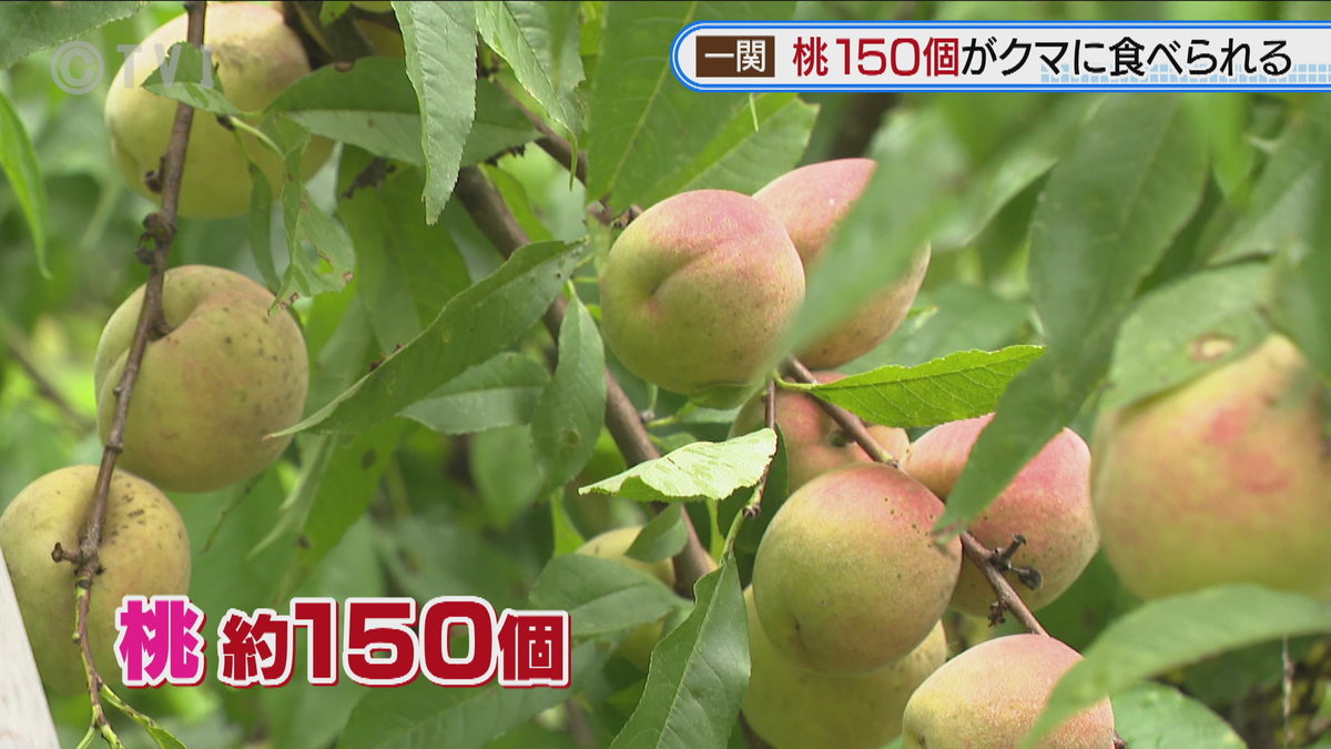 【岩手】桃150個がクマに食い荒らされる・一関市の畑