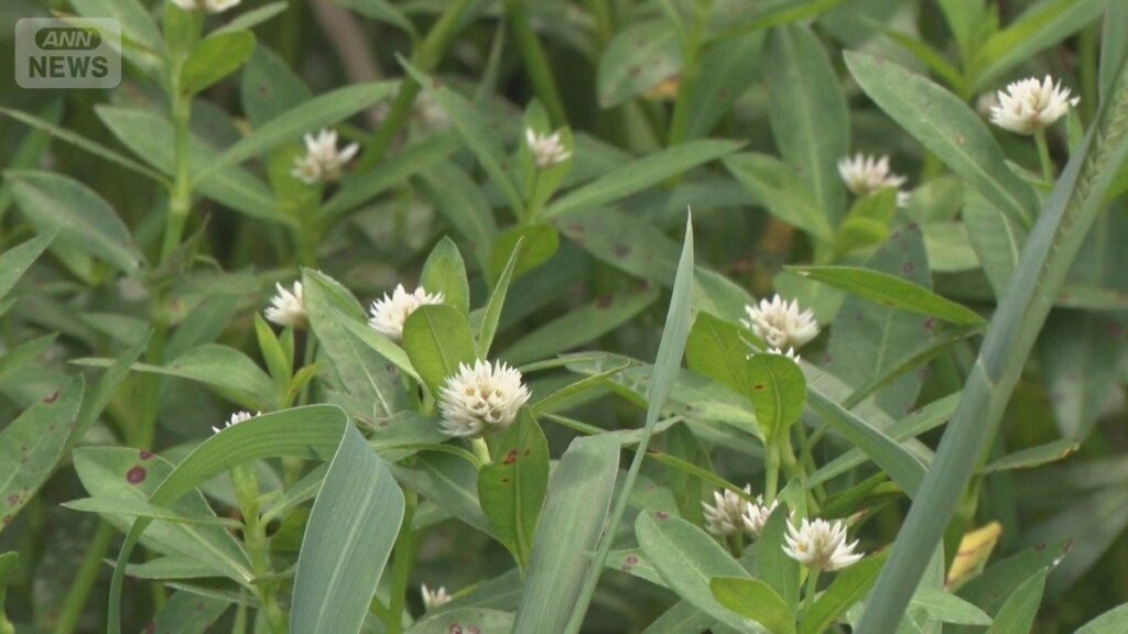 【最悪の繁殖力】「地球上最悪」外来水草・ナガエツルノゲイトウ拡大　農業に打撃　大雨で洪水危険も