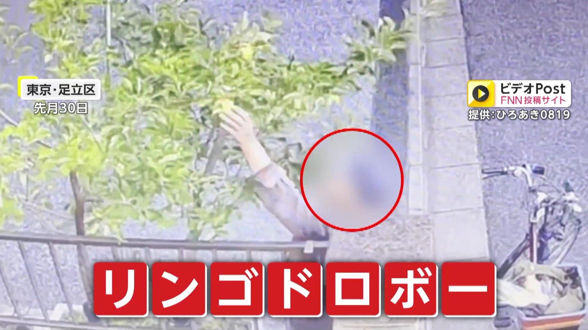 【東京】 70代母親の“一番の楽しみ”奪われ…木になったリンゴを根こそぎもぎ取り走り去る自転車2人組「たぶん80代くらいの夫婦」買い物帰りの盗みか　東京・足立区