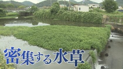 【水草】茎の一部残れば増殖・海水でも枯れない「地球上最悪」侵略的植物　川から田んぼ入れば米収穫できない恐れも