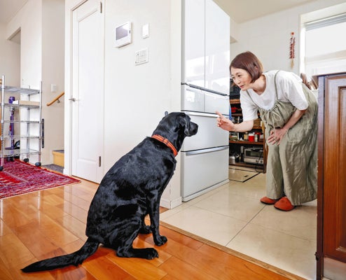 【盲導犬パピーウォーカー】盲導犬になるために別れてウルウル→２か月後に「繁殖犬」として帰ってきてくれるなんて…