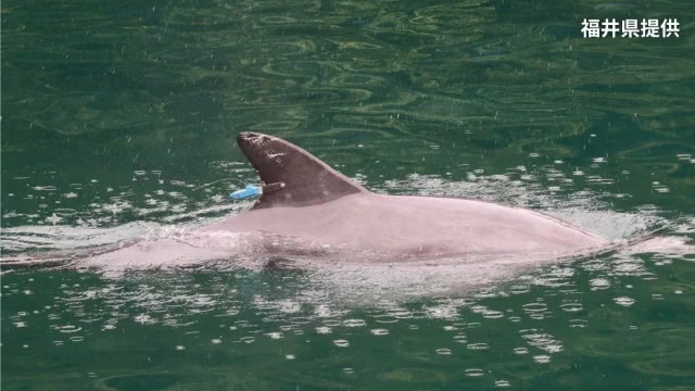 【福井】「かみつきイルカ」死んでいたと県が発表　敦賀半島北部の海で漁師が死骸を発見　取り付けていた発信機から特定　3年間で53人がけが