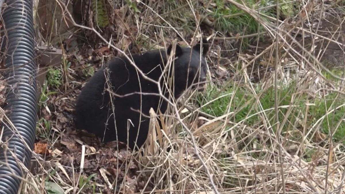 【福島】竹を食べていたのは…体長約１メートルの熊　周辺の住民に警戒呼びかけ