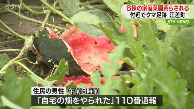 【連日の家庭菜園荒らし】またクマか…近くで足跡見つかる スイカやトウモロコシ、メロンが食い荒らされる　北海道江差町