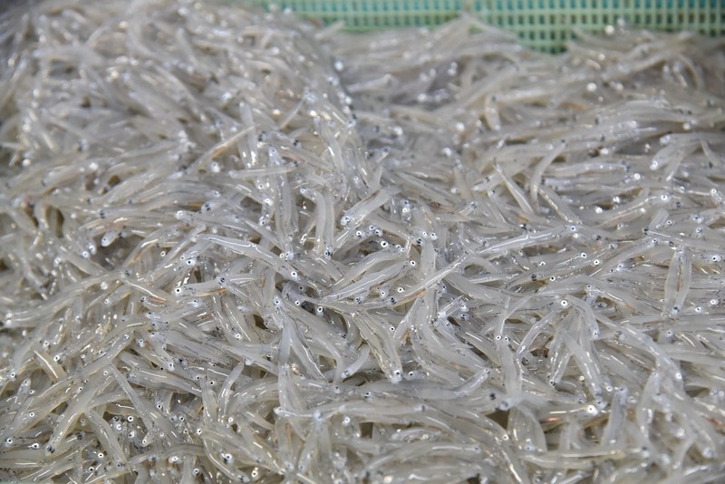 【静岡】「きれいな海」と「豊かな海」は別　下水処理見直しシラス不漁解消へ