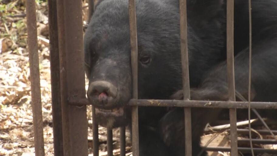 【（・(ｪ)・）】クマがハチミツに誘われたか　民宿の壁が壊される被害　山形・米沢市