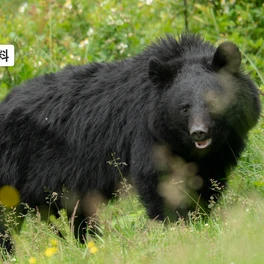 【（・(ｪ)・）】クマに“みそ”荒らされる被害　物置小屋のみそだるが壊されみそが散乱　岩手・一関市で食料荒らされる被害相次ぐ