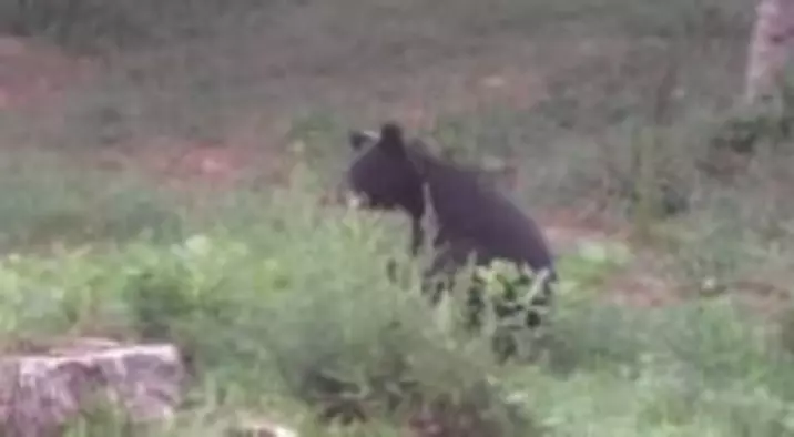 【（・(ｪ)・）】民家の敷地にクマが出没　住人が「茂みに座り込む姿」撮影　宮城・登米市