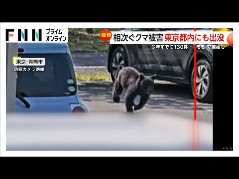 【（・(ｪ)・）】相次ぐクマ被害…ついに都内にも出没！　駐車場を小走りに駆け抜ける「子グマ」　東京都内ですでに目撃情報130件