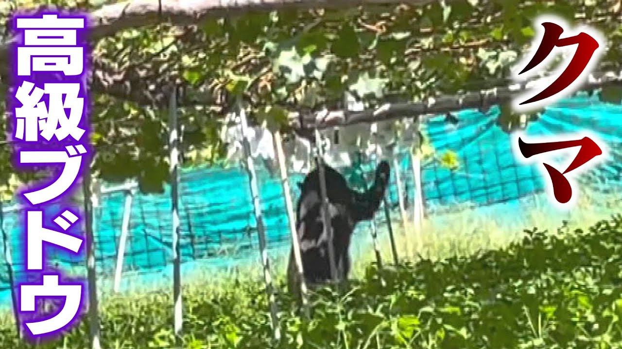 【山形】クマのしわざか　ブドウ畑が荒される