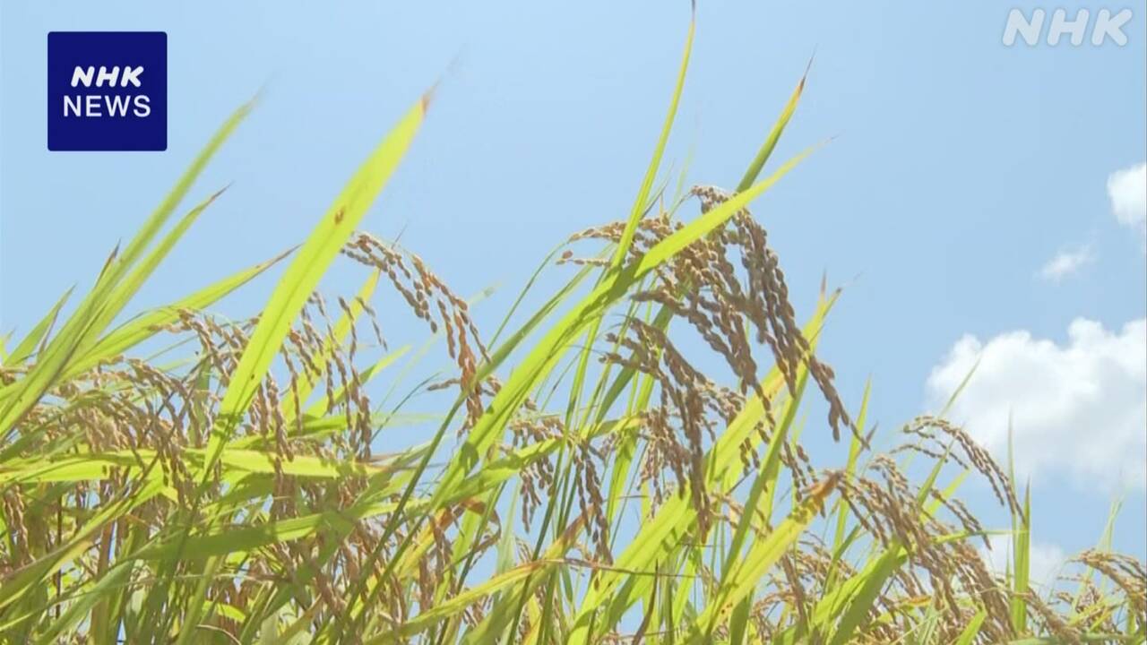 コメ農業法人 3割以上が “消費者への直接販売を増やしたい”