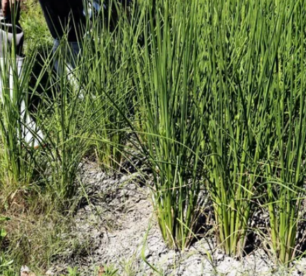 ７月の降水量、米どころの東北日本海側平年比８７％減・北陸９２％減…統計史上最少 備蓄米はもうない