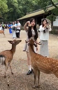 鹿に餌を与える女性。どこの国の人だろう