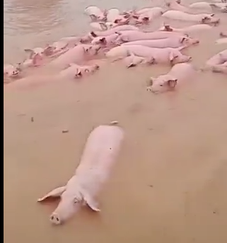 中国大洪水で養豚場も水浸し。優雅に泳ぐ豚さん達