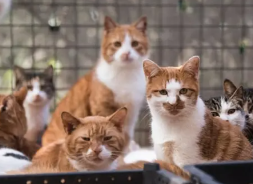 再）【「虐待で性的快感」「猫100匹〇害コンテスト開催」】中国拠点の猫虐殺グループ、中心人物は東京在住男性　英BBC報道「国際的捜査で摘発を」