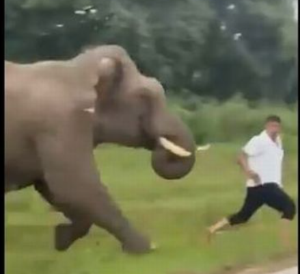 インド南部で観光客がゾウに追いかけられ、危うく踏み殺されそうに【動画】
