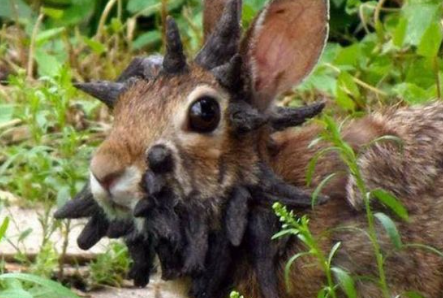 顔が無数の黒い突起物で覆われた、ゾンビウサギを目撃【アメリカ】