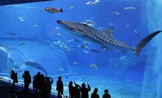 水族館への質問「お魚を美味しそうだと思った事ある？」→
