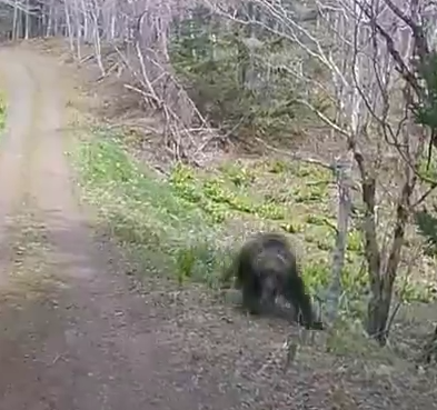 【動画】ヒグマのスピード、ガチのマジでヤバい