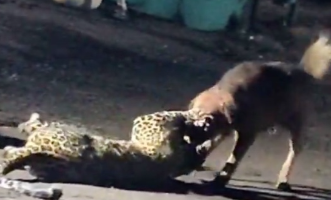 野良犬がヒョウを襲って圧勝、咥えて300m引きずり回す