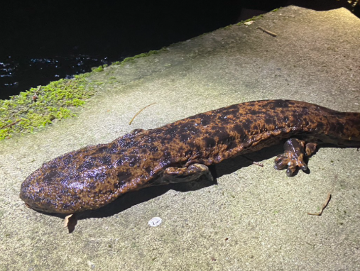 サンショウウオさん、精力で中国種に負けていた…