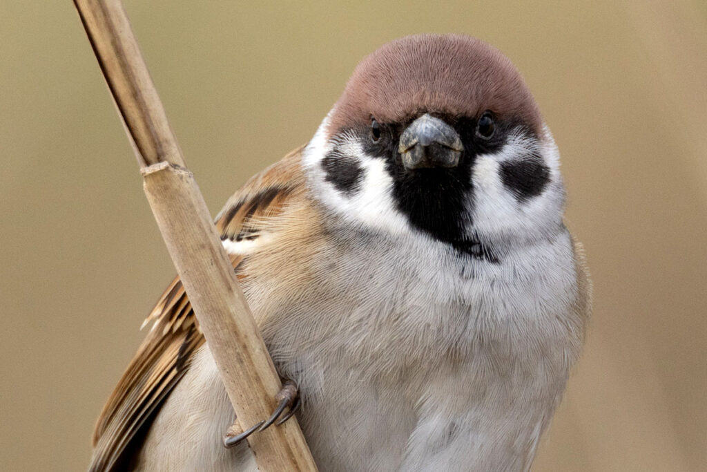 スズメなど7種の鳥が「絶滅危惧種」へ