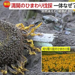 再）「誤解を招く表現」フジテレビが”ひまわり畑報道”で訂正　記事から「外国人」削除、動画も非公開に