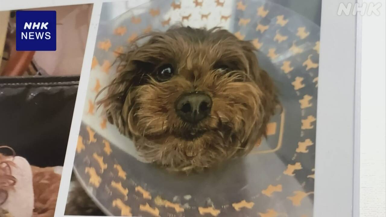 ペットの小型犬が動物病院で火災死 　飼い主が賠償を求め提訴