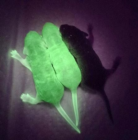 マウス「精子のもと」宇宙保存 子も誕生、異常なしと京大