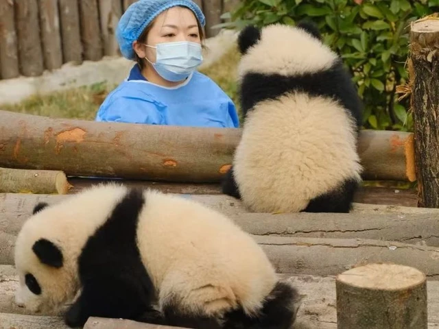 【国際】「中国人の動物の扱いは到底受け入れられない」カナダ出身YouTuberが批判「彼らの多くは動物が苦しむことをまったく意に介さない」