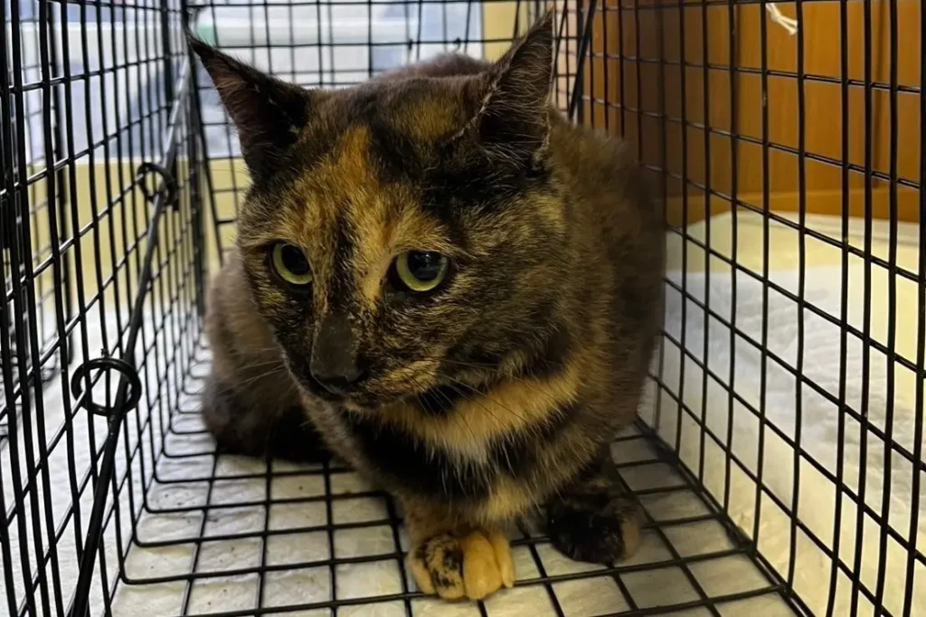 【英BBC】中国拠点の猫虐○グループ、中心人物は東京在住男性 国籍は不明  メンバーは世界中に数千人