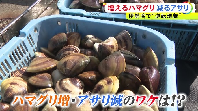 伊勢の海でいったい何が…ハマグリが増えてアサリは減る“謎の逆転現象” 漁師たちが元の海に戻る日を願う理由
