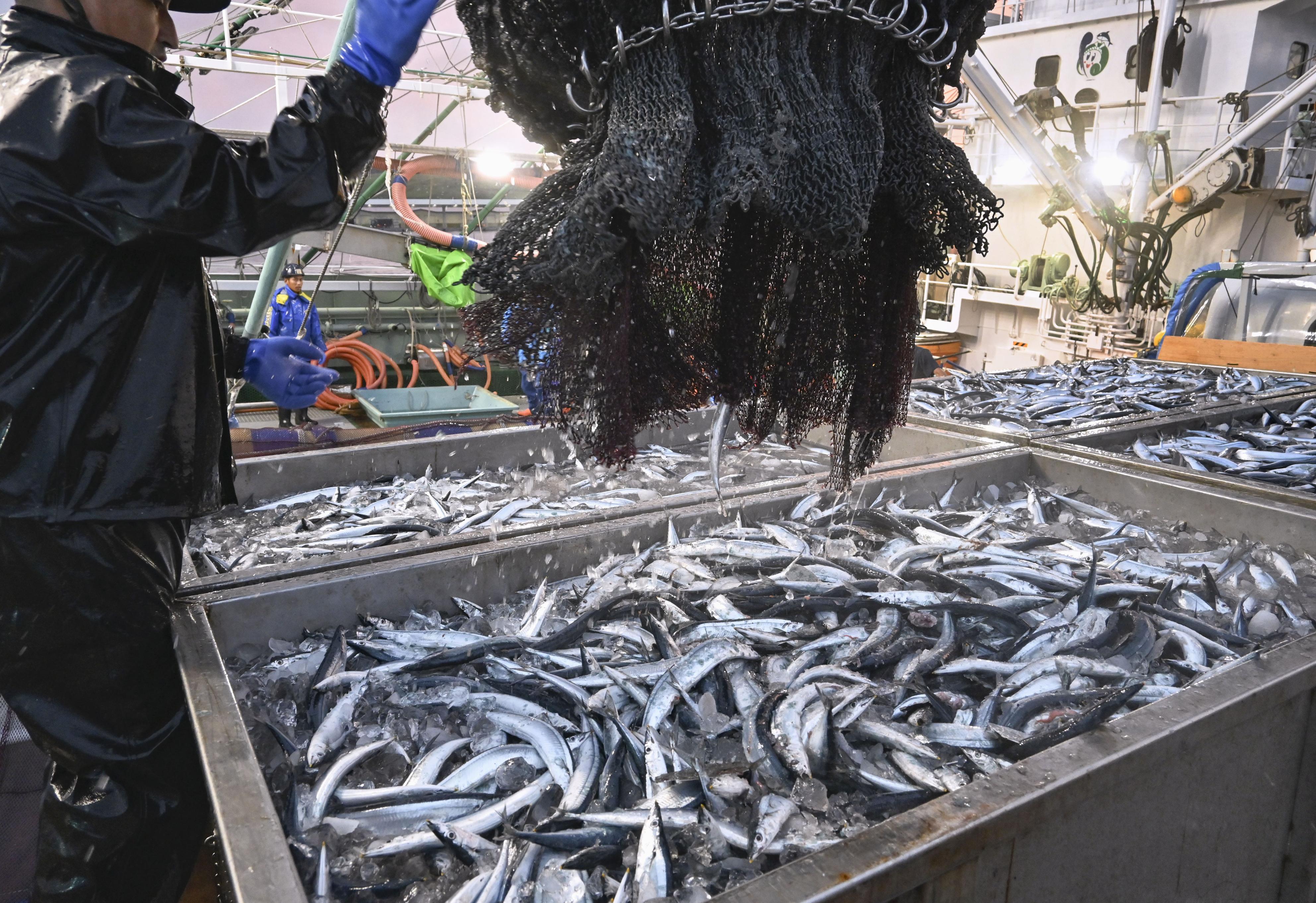 北海道でサンマ大型船が初水揚げ　根室・花咲港、173トン