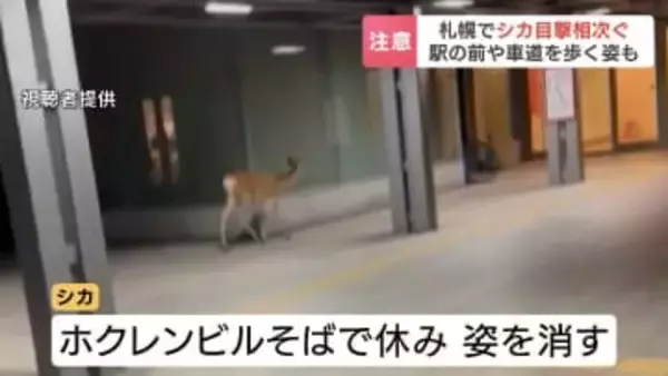 施錠されたJR札幌駅前にシカ 目撃相次ぐも姿消す…西区では住宅街でシカ出没「ミニトマトをぱくぱく食べていた」 (動画あり)