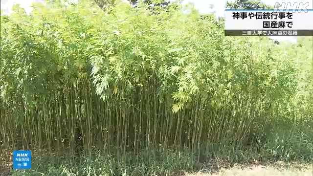神事や伝統行事を国産の麻で　大麻草の収穫が行われる　三重大学