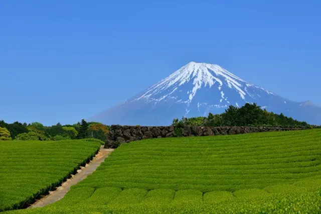 静岡県の2025年の一番茶生産、2位転落　鹿児島県が初の首位